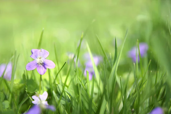 Kleine wilde violette Blume im grünen Gras Hintergrund — Stockfoto