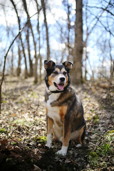 เยอรมันเชพเพิร์ด Border Collie Mix Breed Dog นั่งอยู่ในป่า — ภาพถ่ายสต็อก
