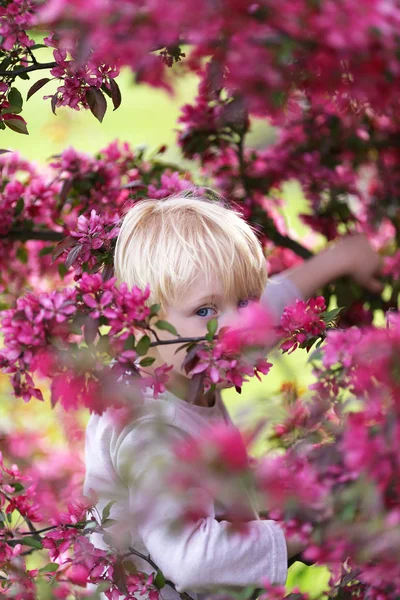 Dítě s Bright modré oči vykukujících prostřednictvím růžové Crabapple T — Stock fotografie