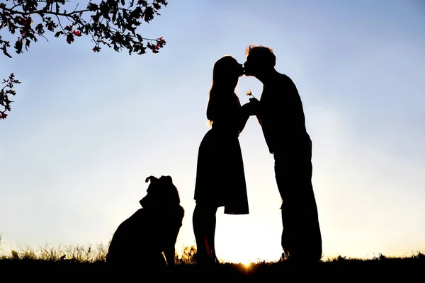 Silhouette di amare giovane coppia baci sotto l'albero al tramonto — Foto Stock