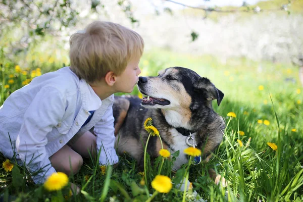 Niño pequeño besando mascota pastor alemán perro fuera en flor me — Foto de Stock