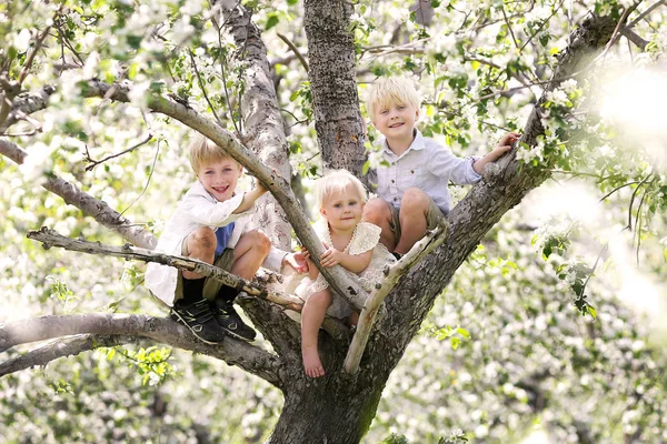 Três crianças pequenas bonitos escalando em uma árvore de maçã florida — Fotografia de Stock