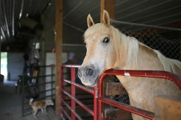Palamino άλογο στο στάβλο αχυρώνα βλέπουν φωτογραφική μηχανή — Φωτογραφία Αρχείου
