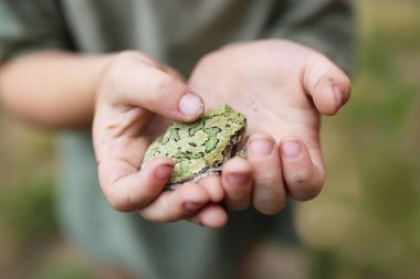  Dirty Hands of Little Boy Holding a Gray Treefrog clipart