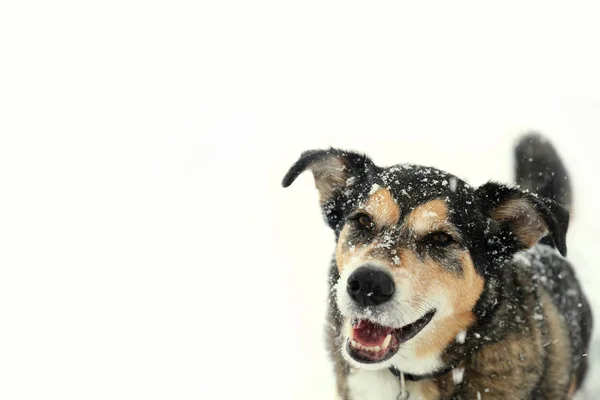 Gelukkig Duitse herdershond buiten bedekt met sneeuw op de winterdag — Stockfoto