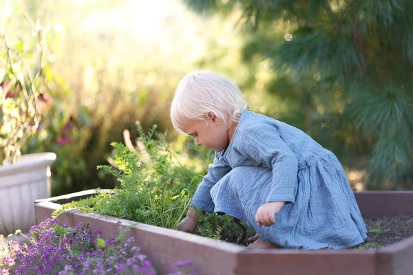 Красивая маленькая девочка собирает овощи в саду — стоковое фото