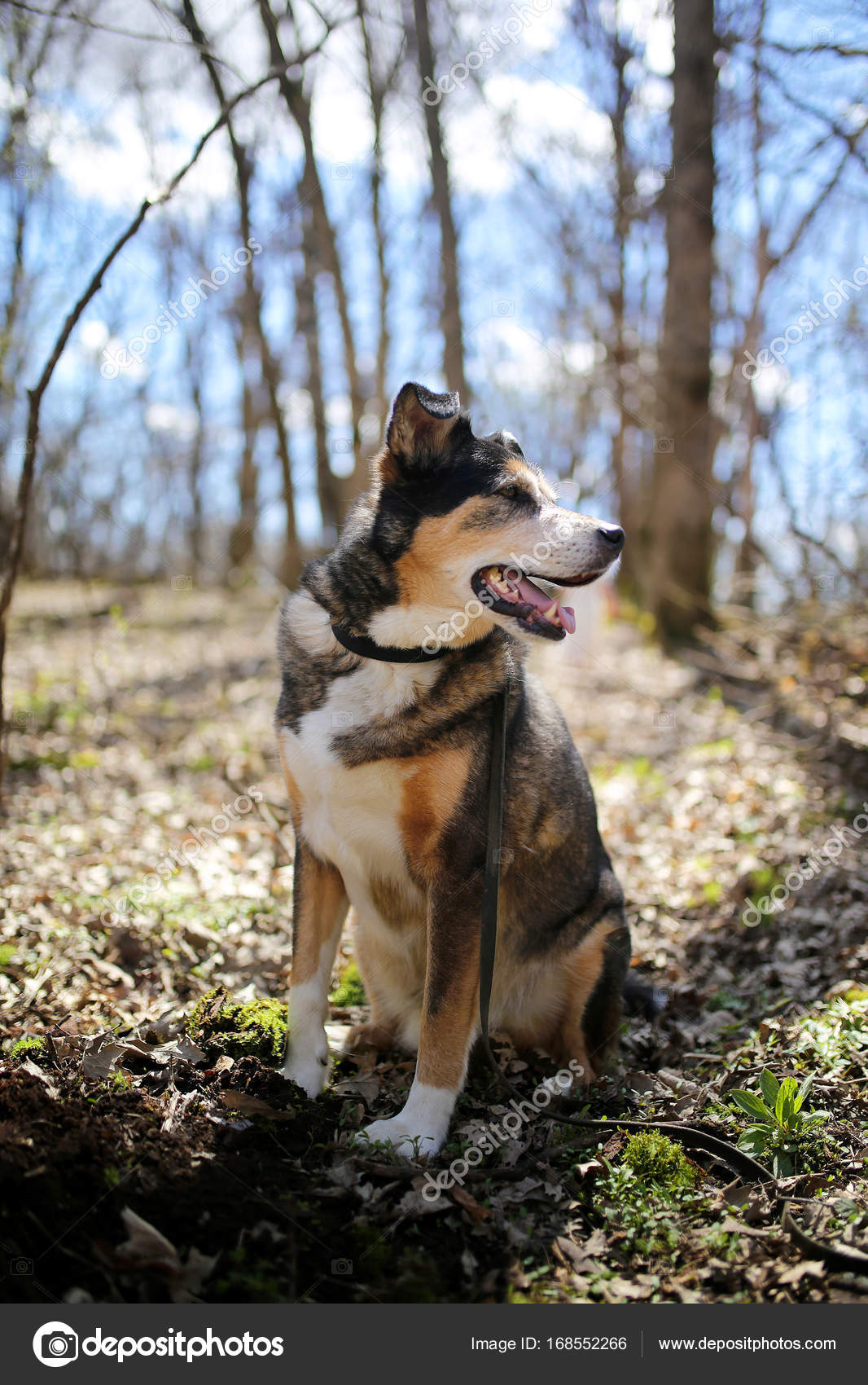 Border Collie Husky German Shepherd Mix German Shepherd Border Collie Mix Breed Dog Sitting In Forest Stock Photo C Christin Lola