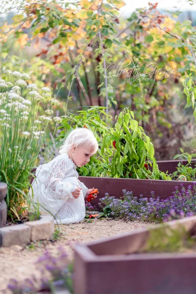 Vackra lilla barn som plockar paprika i köksträdgården — Stockfoto