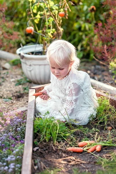 Ein Süßes Kleines Jähriges Mädchen Sitzt Einem Hochbeet Und Pflückt — Stockfoto