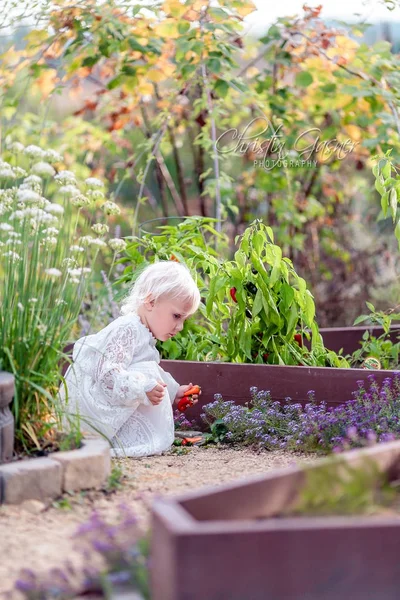 Schönes kleines Kind pflückt Paprika im Gemüsegarten — Stockfoto