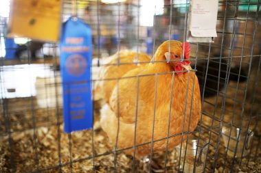 Blue Ribbon ilçe fuarda gösterildiği altın kuyruklu yıldız tavuk tavuk kazanma