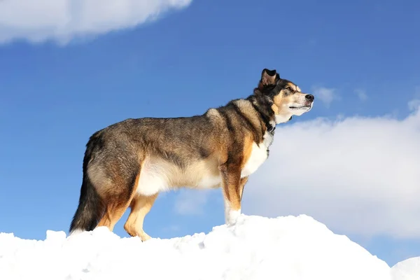German Shepherd Mix Breed Dog is King of the Mountain on Snowy H — Stock Photo, Image