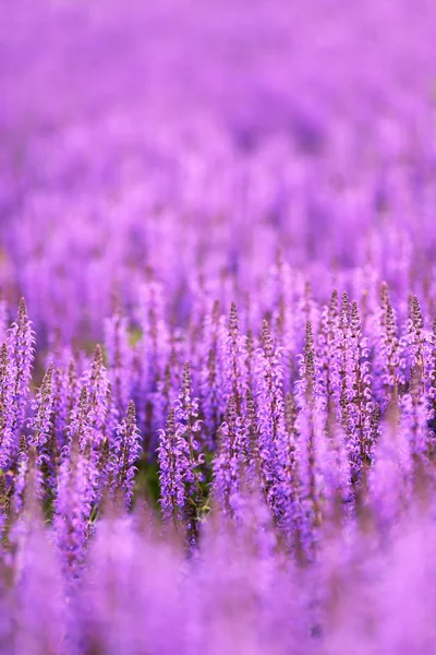 Purple Sea of Salvia Flowers Background — Stock Photo, Image
