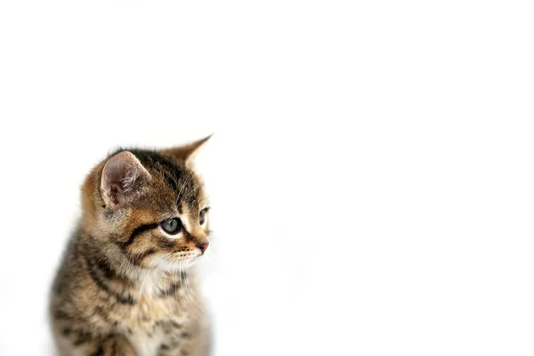 Grigio domestico Shorthair Tabby gatto gattino seduto la neve wi — Foto Stock