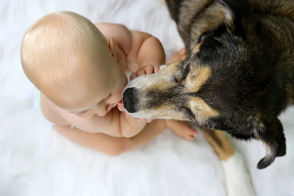 Cute Baby Jest Całowana Przez Jej Pieścić Pies Rasy Owczarek — Zdjęcie stockowe