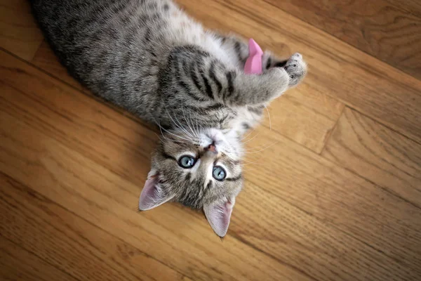 Grey Domestic Short Hair Tabby Cat Kitten Laying Her Back — Stock Photo, Image