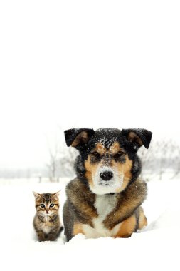 Alman Çoban Köpeği ve Gri ve Turuncu Kedi Kedicik Arkadaşları