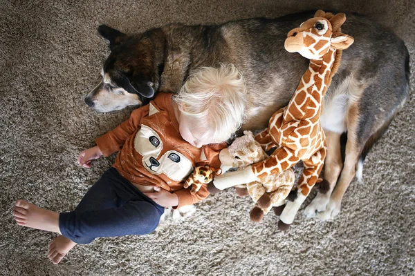 Маленький ребенок лежит со своей домашней собакой немецкой овчаркой и жирафом — стоковое фото