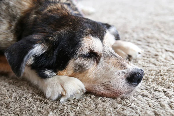 Senior Pet Dog yang mengantuk Beristirahat di usia tuanya — Stok Foto