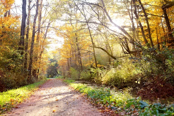 Hermoso sendero de otoño escénico a través del bosque — Foto de Stock