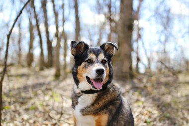 Güzel, yaşlı bir Alman çoban köpeği - Sınır çobanı melez köpek dışarıda yaprak döken ormanda oturuyor, kulakları açık bir şekilde dinliyor..