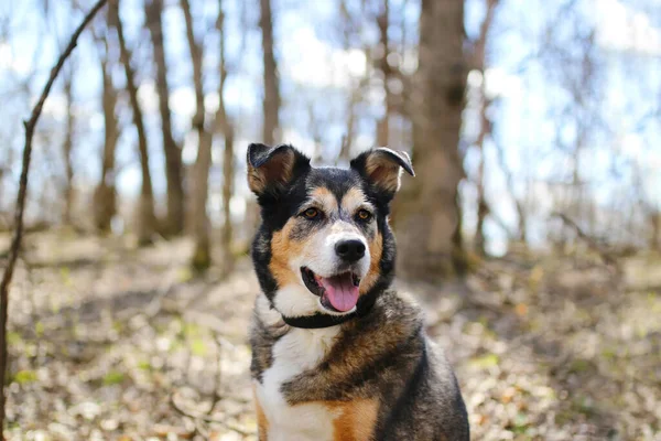 Vacker Gammal Tysk Shepherd Border Collie Mix Rasen Hund Sitter — Stockfoto