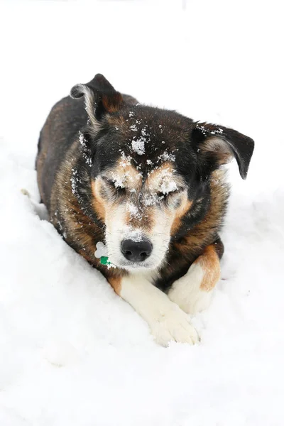 Ένας Γερμανικός Ποιμενικός Χάσκι Μιξ Σκύλος Είναι Ξαπλωμένος Έξω Χιόνι — Φωτογραφία Αρχείου