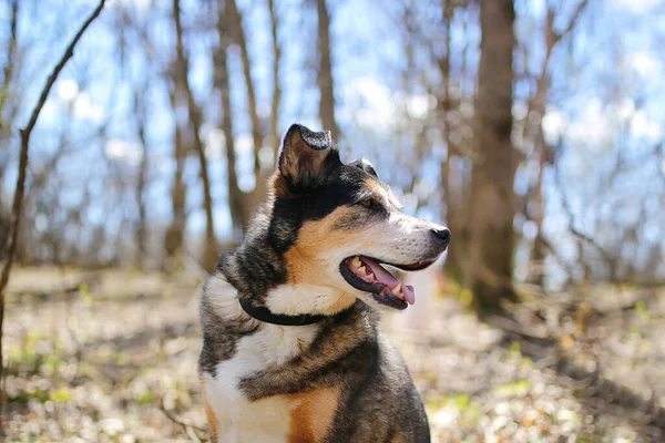 Krásný Starý Německý Ovčák Border Collie Mix Plemenný Pes Sedí — Stock fotografie