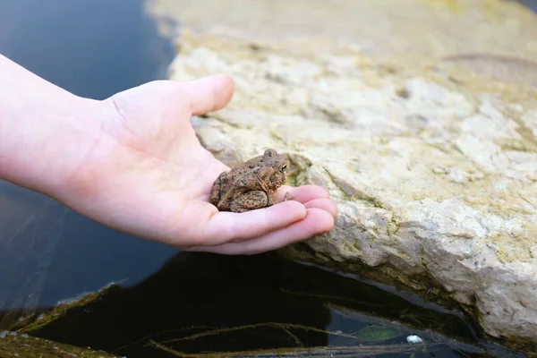 Child Hand Holding Little American Toad Rock Pond — стоковое фото