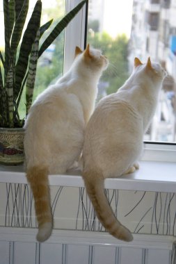 Pencerenin kenarında iki kedi oturuyor.