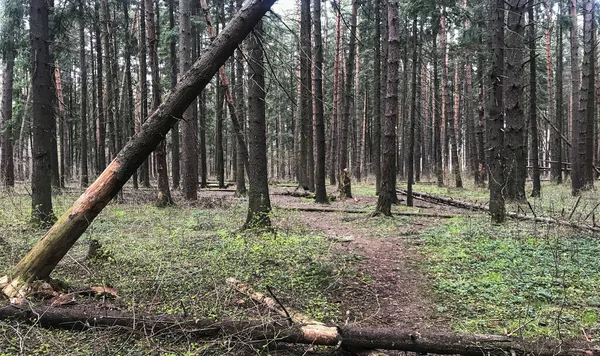 Πρωί Κοιμισμένο Δάσος Πεσμένα Δέντρα Πευκοδάσος Μονοπάτι — Φωτογραφία Αρχείου