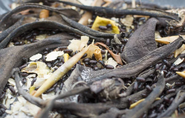 Ulomoides dermestoides, Çin böceği, Çin böceği, yerfıstığı böceği, kanser böceği, astım böceği, Çin tıbbı, etnossians, şifa böceği, iyileştirme böceği.