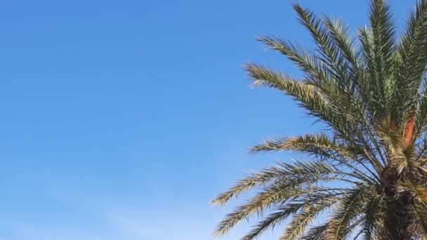 Kral Nın Heykeli Uzun Yeşil Palmiye Mavi Gökyüzü Güneşli Gün — Stok video