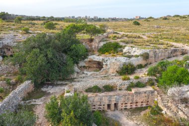 Malta 'nın en eski keçiboynuzu ağacı. Ceratonia silikası Xemxija 'daki Heritage Trail' de 