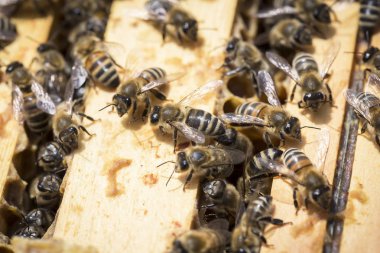 Arılar honeycells üzerinde