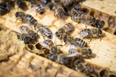 Arılar honeycells üzerinde