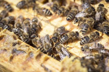 Arılar honeycells üzerinde