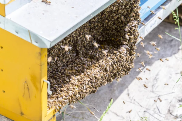 Arılar honeycells üzerinde — Stok fotoğraf
