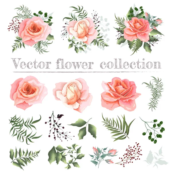 Conjunto vectorial de rosas y plantas rosadas. Composiciones de plantas. Plantas y flores aisladas sobre un fondo blanco. Eucalipto, bayas, hojas, plantas. Elementos para el diseño floral . — Vector de stock