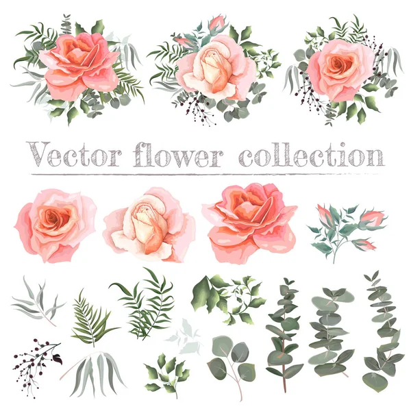 Set vettoriale di rose rosa e piante. Composizione delle piante. Piante e fiori isolati su fondo bianco. Eucalipto, bacche, foglie, piante. Elementi per il disegno floreale . — Vettoriale Stock