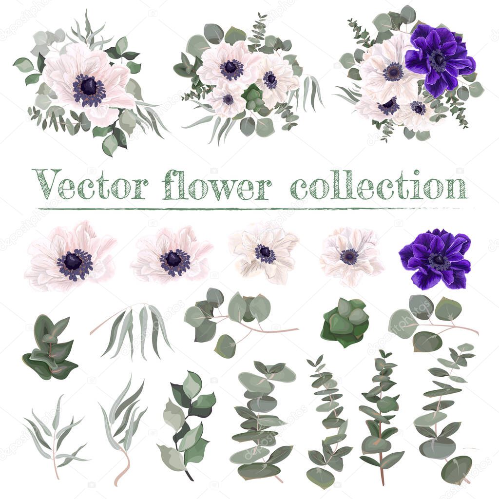 Vector set of anemone flowers. Blue and white anemones, eucalyptus,  green leaves and plants. Flowers on a white background.