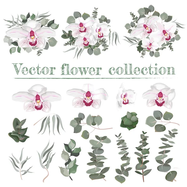 Conjunto vectorial de flores de orquídea. Orquídeas Reinas Blancas y Rosa, eucaliptos, hojas verdes y plantas. Flores sobre fondo blanco . — Vector de stock
