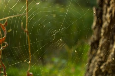 Web ve örümcek parkta