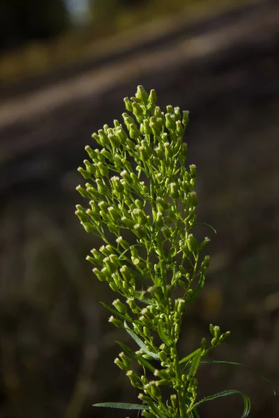 A blade of grass — Stock Photo, Image