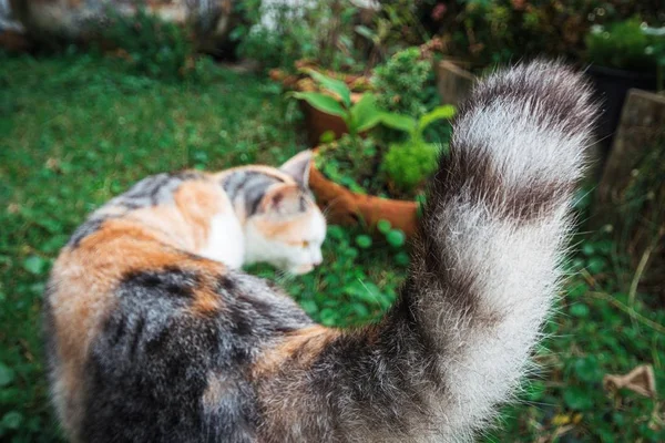 Çizgili Kedi Kuyruğunu Yeşil Çimlerin Üzerine Kapatın Şirin Nasırlı Parti — Stok fotoğraf