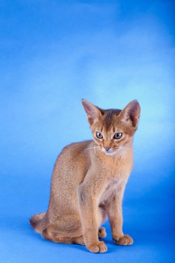 Küçük bir erkek Habeş kedisi, kedicik