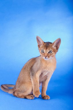 Küçük bir erkek Habeş kedisi, kedicik