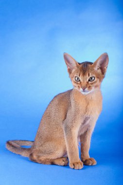 Küçük bir erkek Habeş kedisi, kedicik