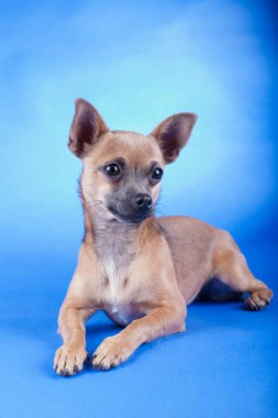 Kahverengi bir Chihuahua köpeğinin stüdyo fotoğrafı.