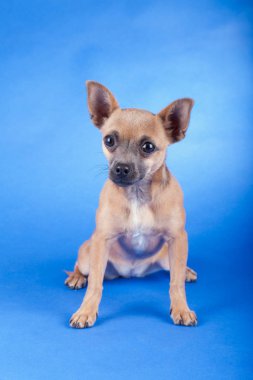 Kahverengi bir Chihuahua köpeğinin stüdyo fotoğrafı.